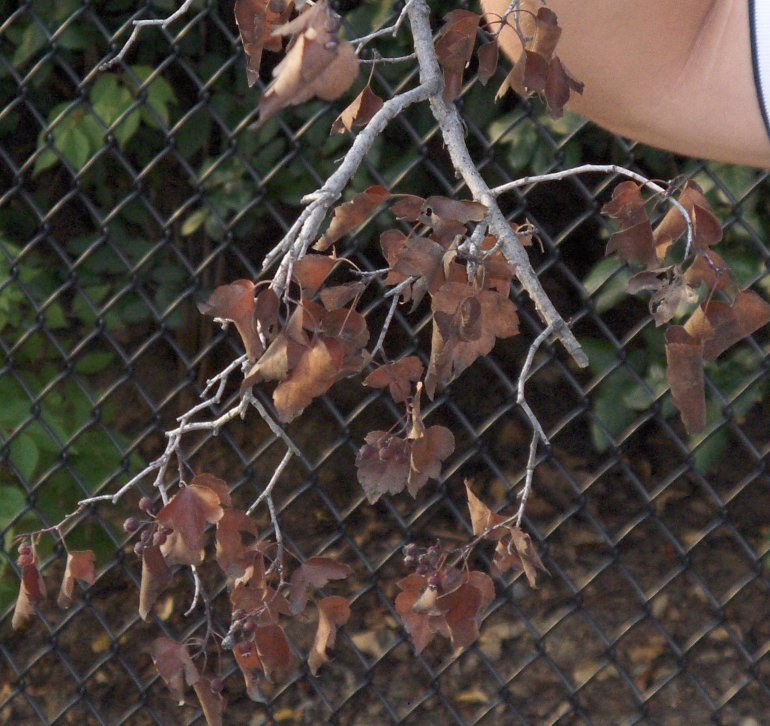 Crataegus (Hawthorn) fireblight - note the cicada damage on the stem