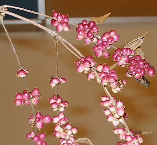 Indian Currant