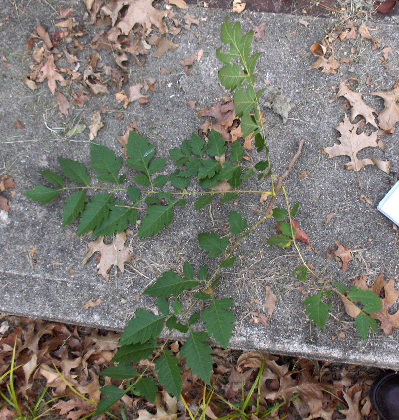 Koelreuteria paniculata cutting