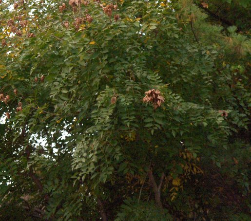 Koelreuteria paniculata Goldenraintree