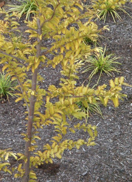 A closer shot of Metasequoia glyptostroboides in the new Cincinnati Zoo parking lot.