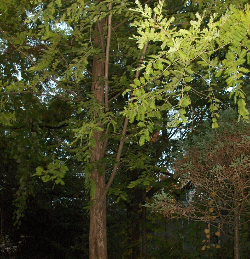 Metasequoia glyptosroboides Dawn Redwood