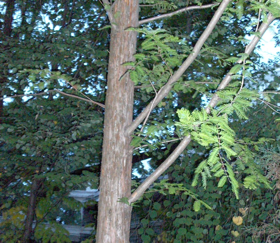 Metasequoia glyptostroboides Dawn Redwood - note the 45 degree branch angles.