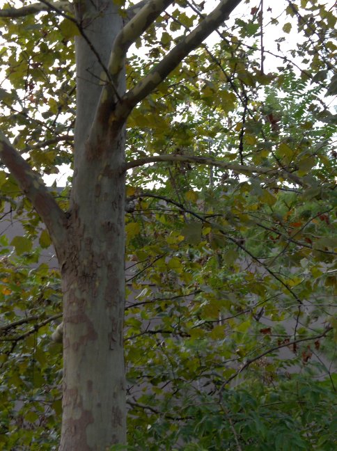 Characteristic bark of the Platanus x acerifolia