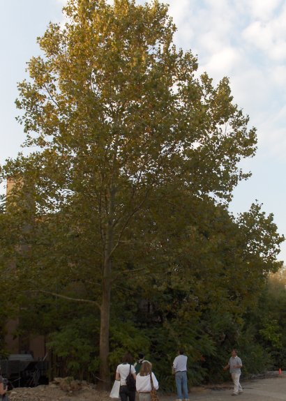 Platanus x acerifolia - a big tree.