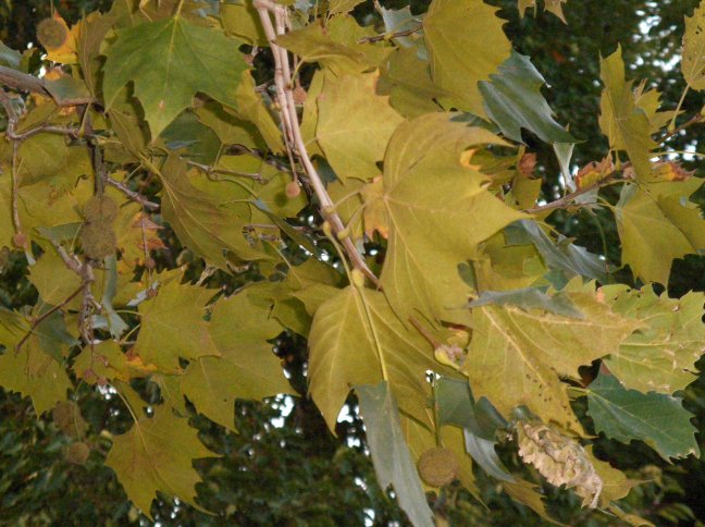 Fruit of Platanus x acerifolia, London Planetree