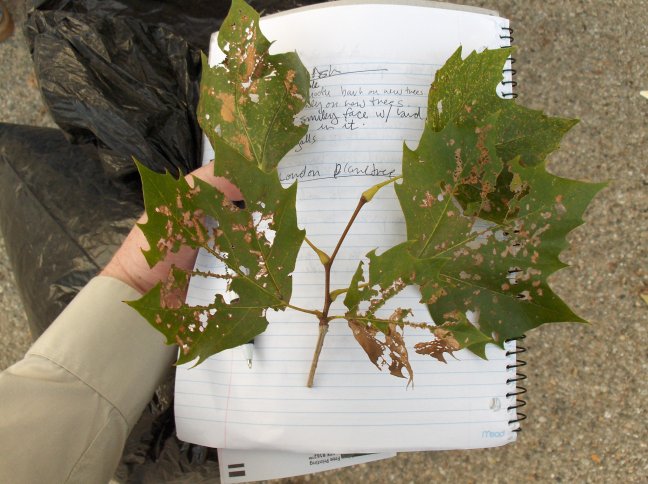 My cutting of the Platanus x acerifolia