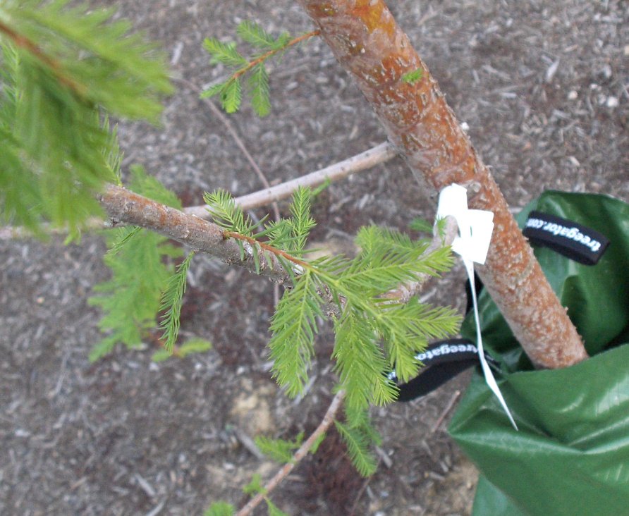 Taxodium distichum Bald Cypress with Gator Bag