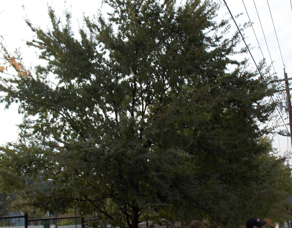 Ulmus parvifolia Chinese Elm