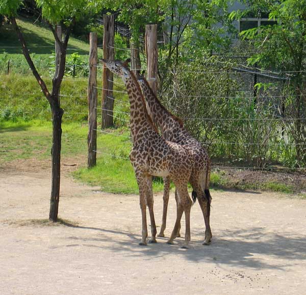 maasai giraffe