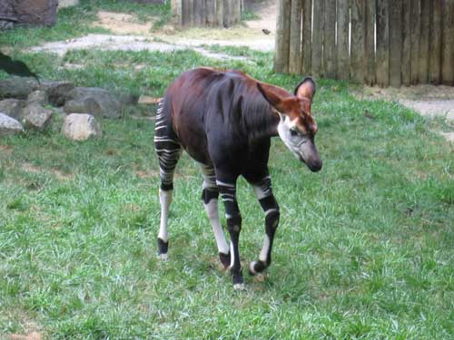 okapi