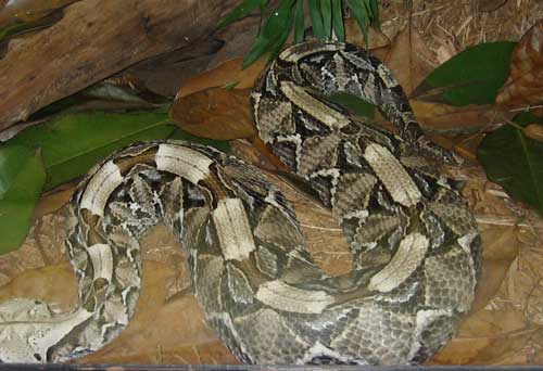 gaboon viper