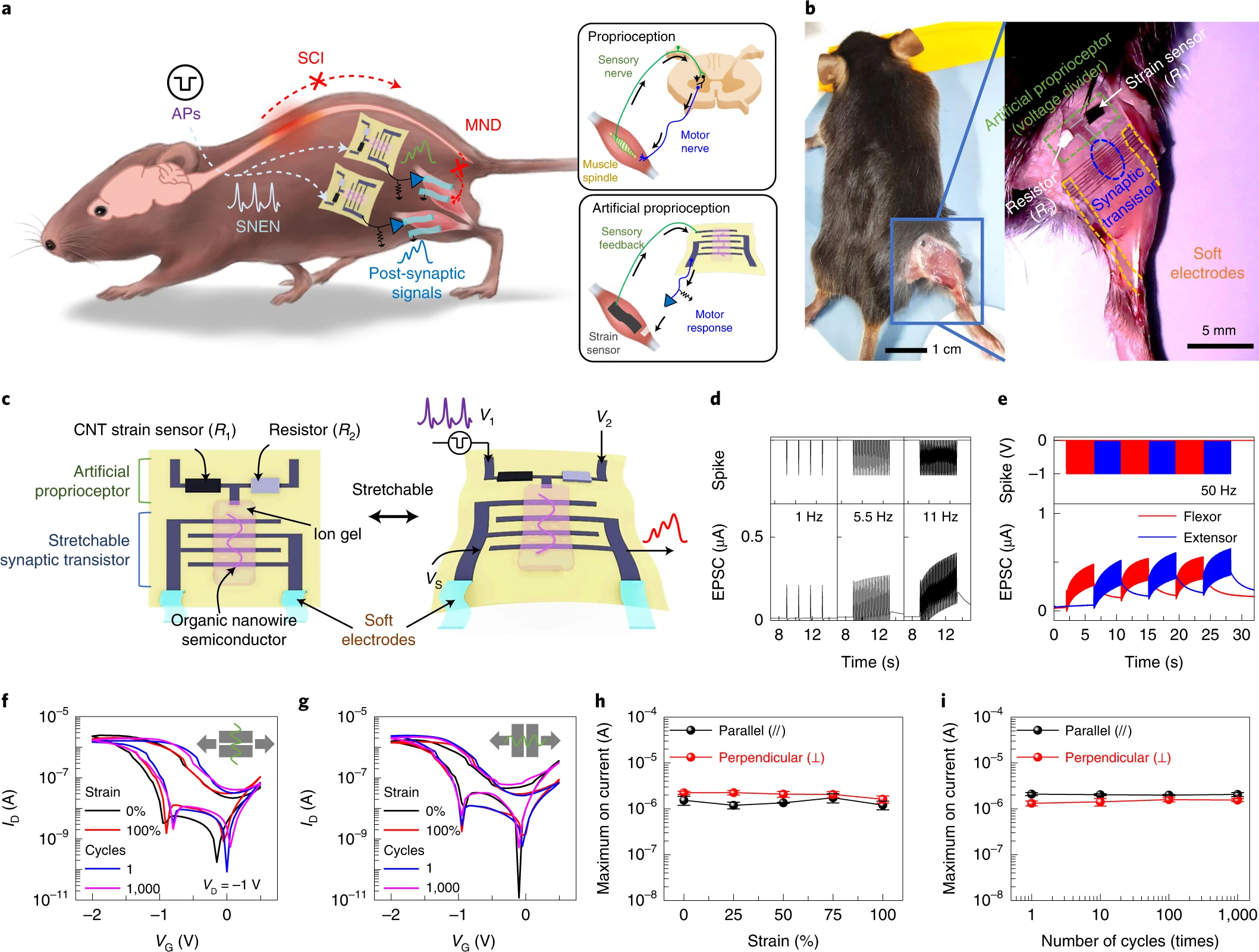 A low-power stretchable neuromorphic nerve with proprioceptive feedback