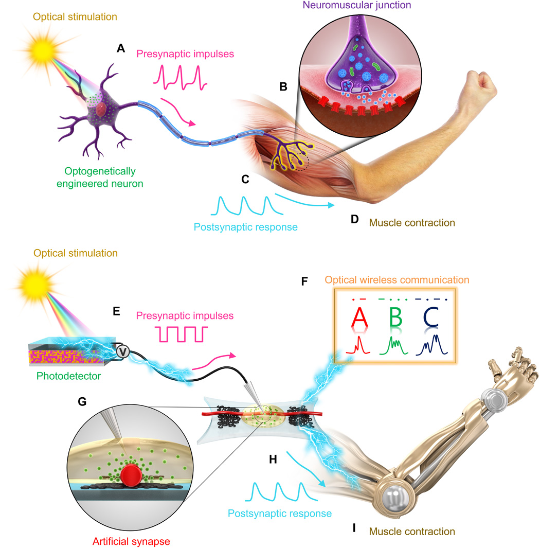 Stretchable organic optoelectronic sensorimotor synapse
