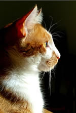 Cat Image