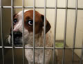 Volunteer Dog