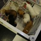 crate three success story