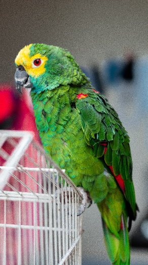 Green Parrot perched on cage.