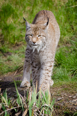 Lynx cat walking through grass