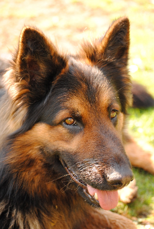 German Shepard mix closeup of face.