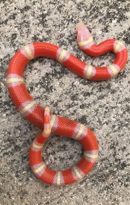 Albino Milk Snake.