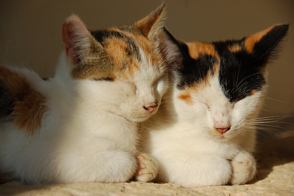2 cats with their eyes closed next to each other