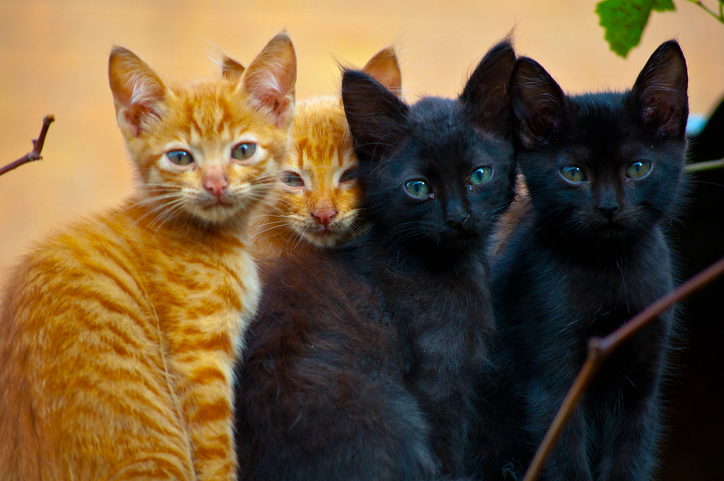 2 orange cats and 2 black cats next to each other
