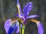 Another Iris