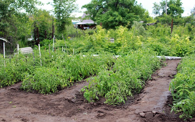 multiple raised beds