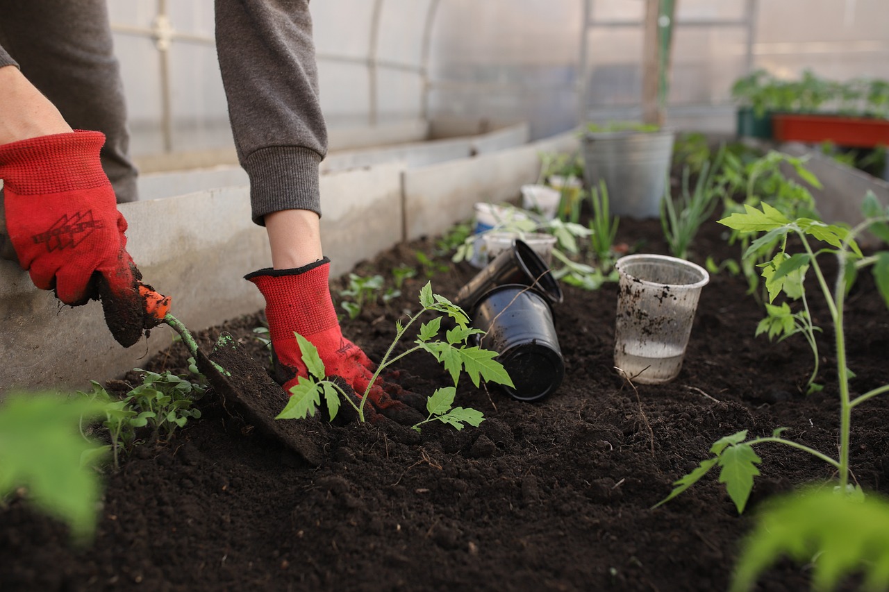 Soil in a raised bed