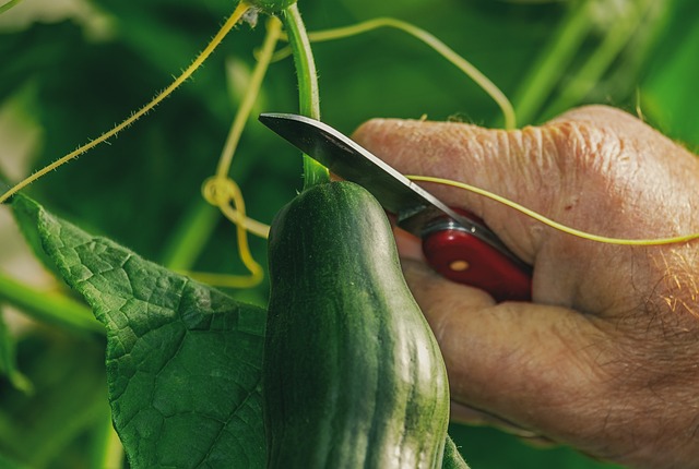 Image of a cucumber being cut from vine