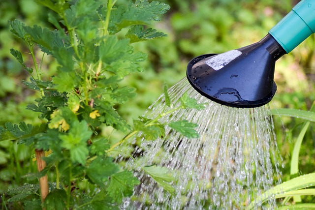 Image of a water can