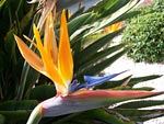 Bird of Paradise