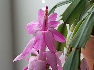 Christmas Cactus