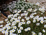 White ground cover