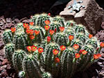 Orange Cactus