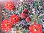 Red Cactus