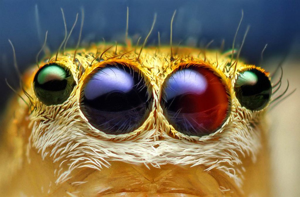 Physical Basis of Jumping Spider Color Vision – Morehouse Lab