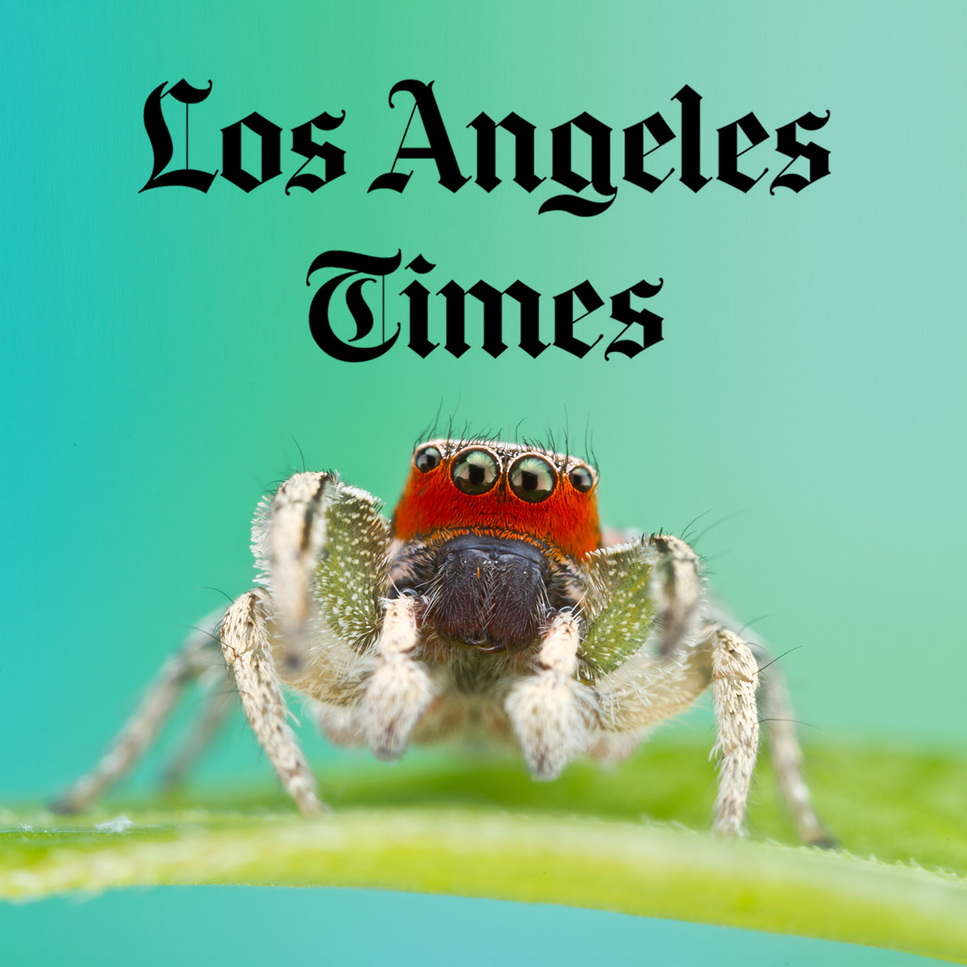 Los Angeles Times coverage of color vision research in Habronattus pyrrithrix