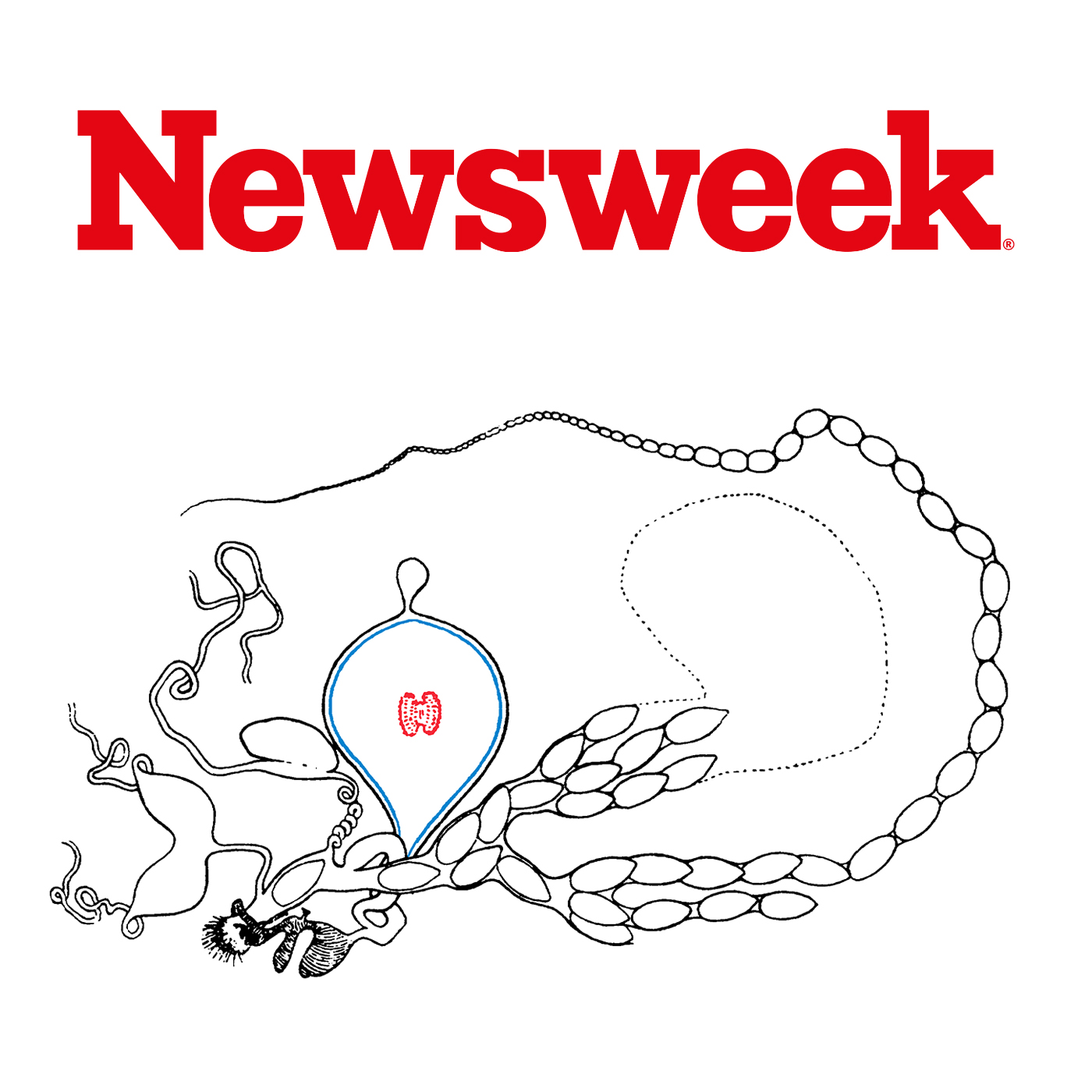 Newsweek coverage of Pieris rapae research