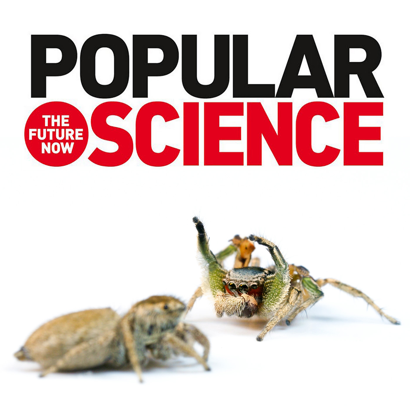 Popular Science coverage of courtship research in Habronattus pyrrithrix