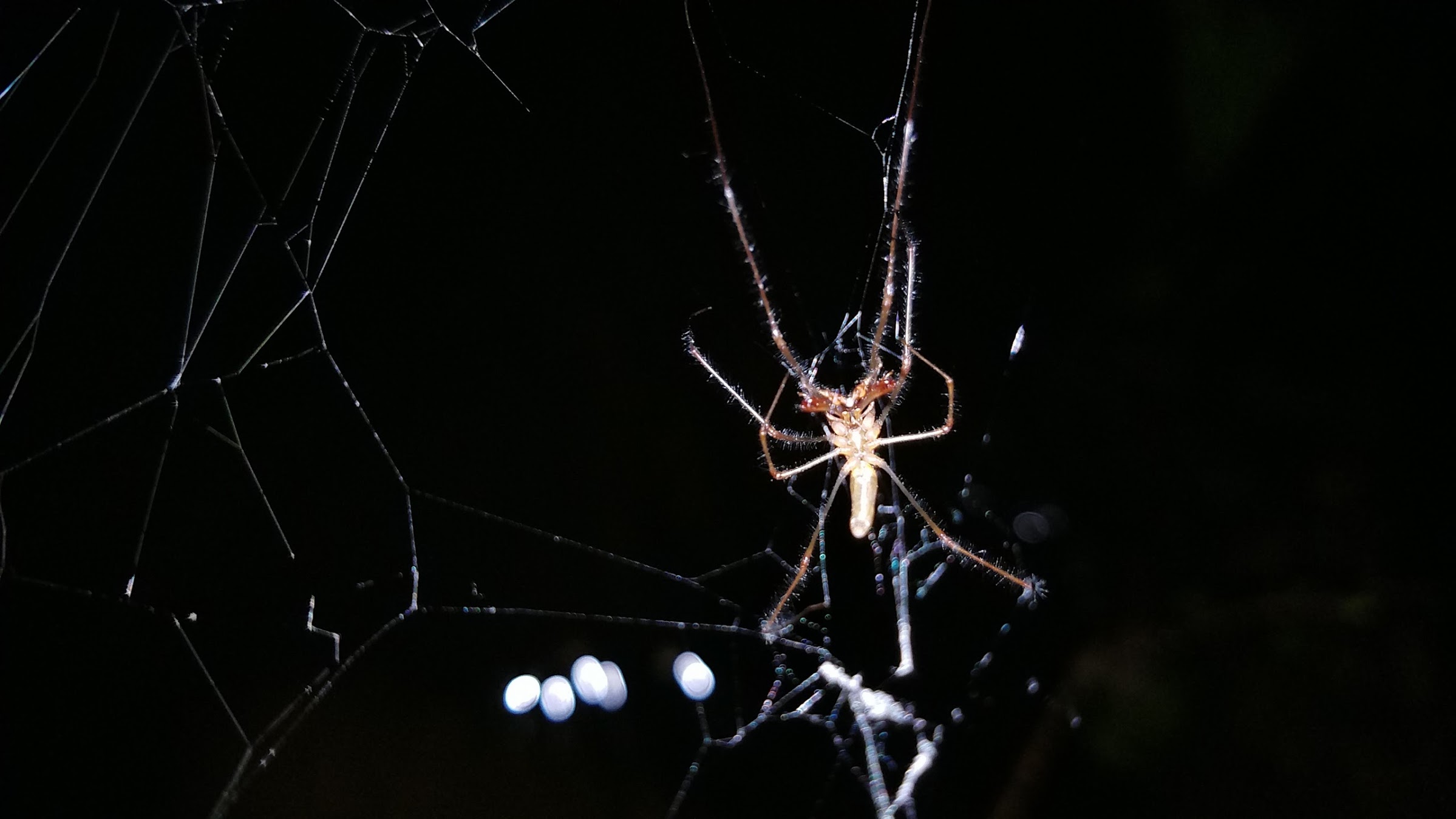 Tetragnatha male at night