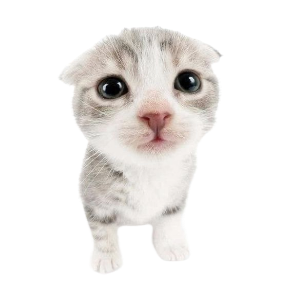 A gray tabby cat in a fisheye lens.