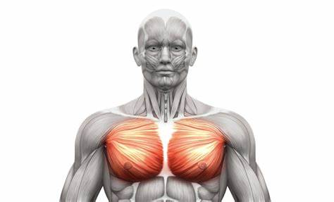 Picture of the Anatomy of the Chest