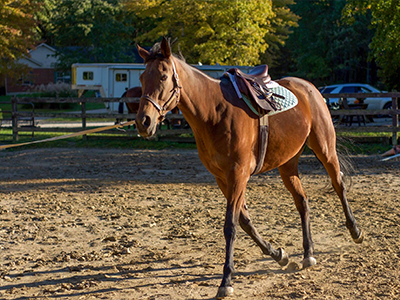 Horse in the pasture