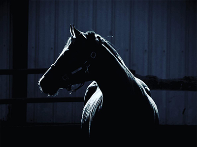 Horse in a darkly lit stall