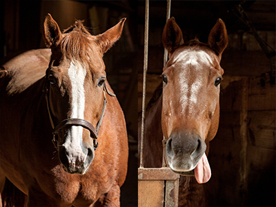 two horses in a stall