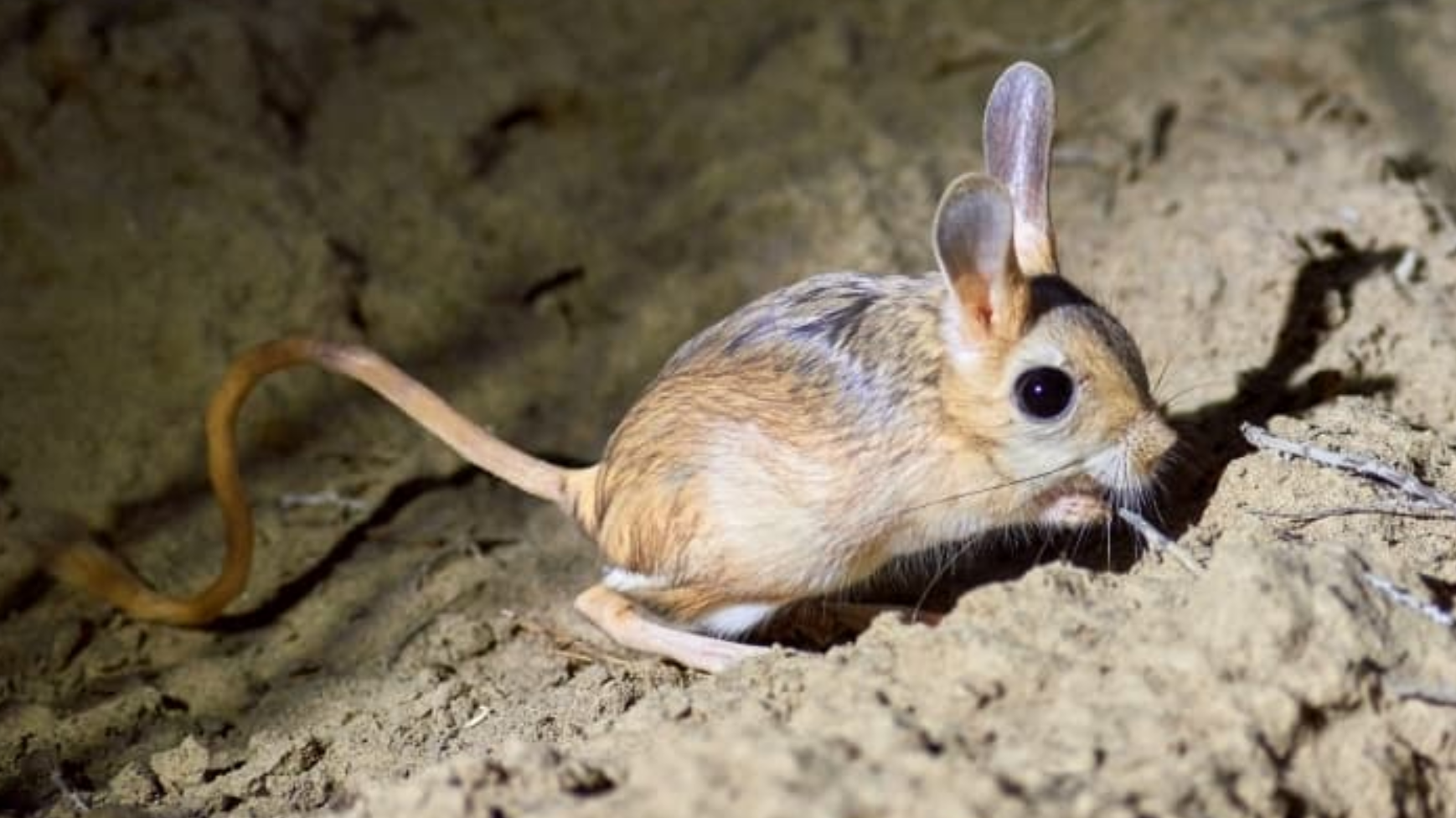 Jerboa in the desert eatting food