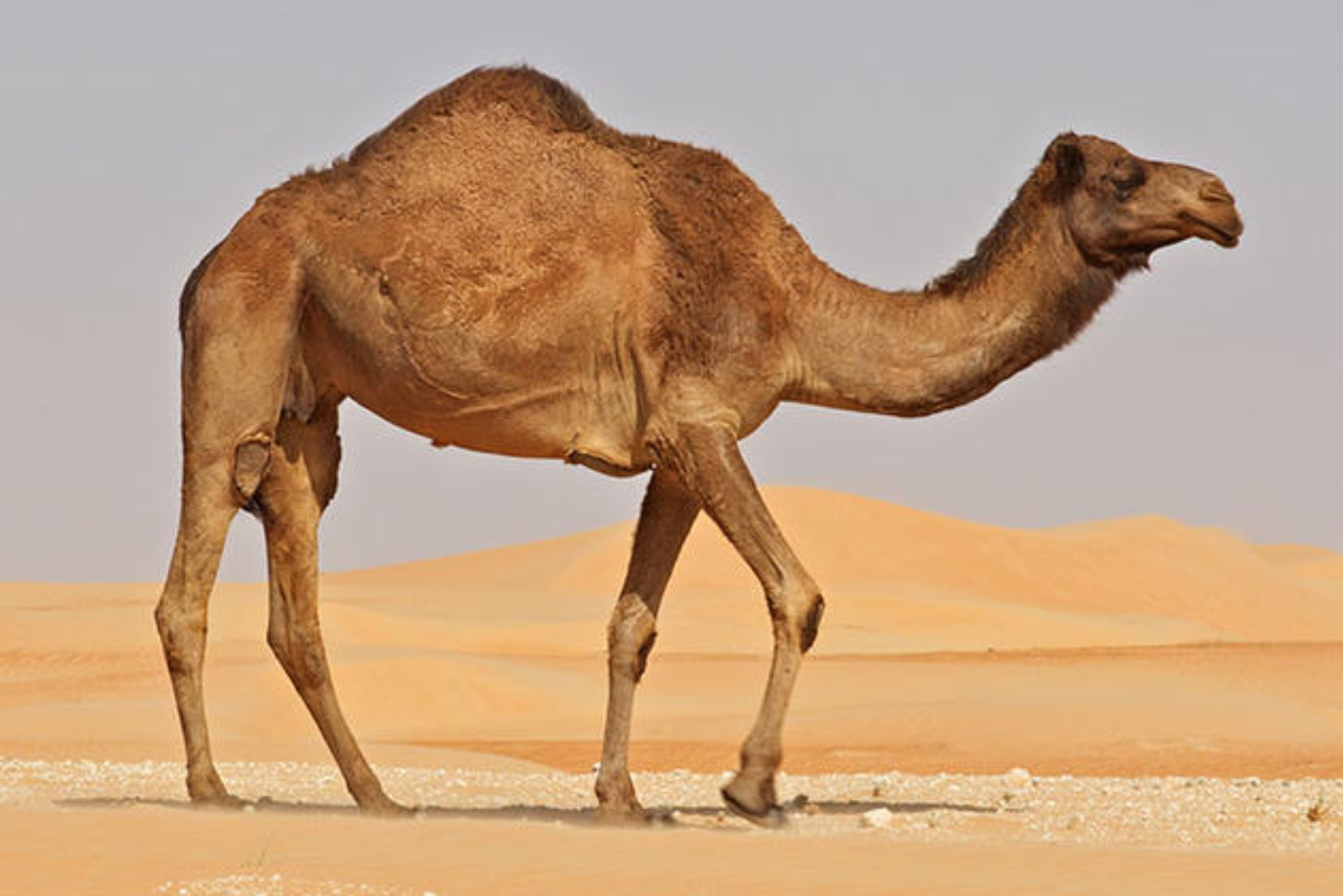 Camel in the desert