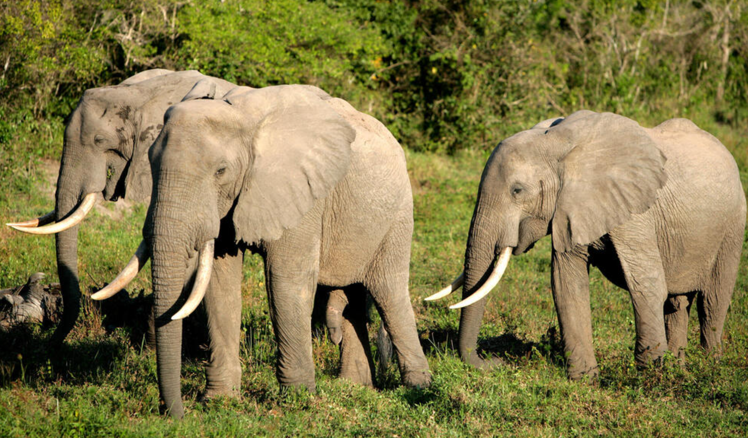 Herd of Elephants